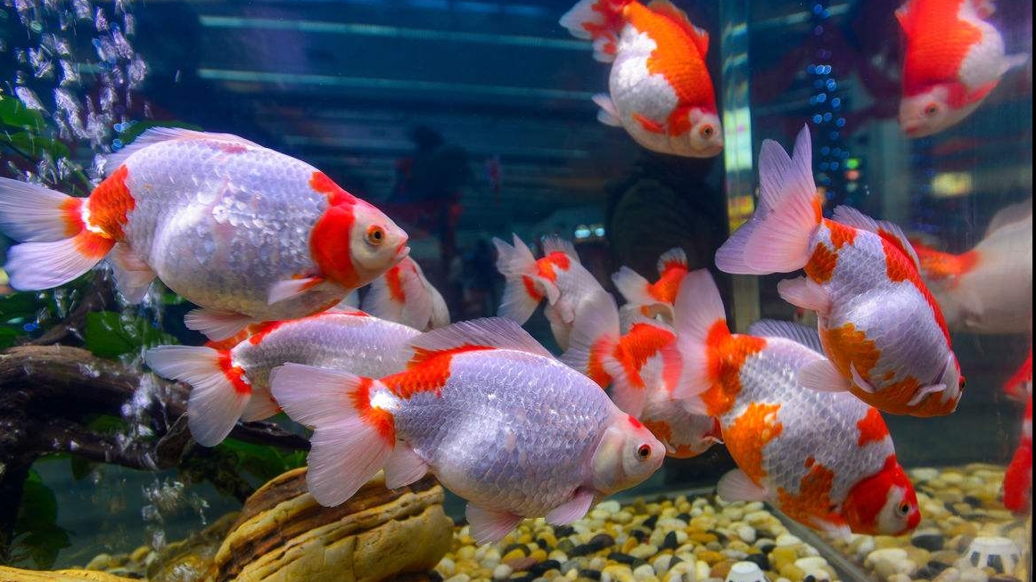 辦公室養(yǎng)魚的風(fēng)水知識(shí)你知道嗎？