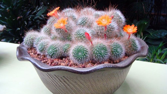辦公室裝修風(fēng)水植物有哪些可以選？